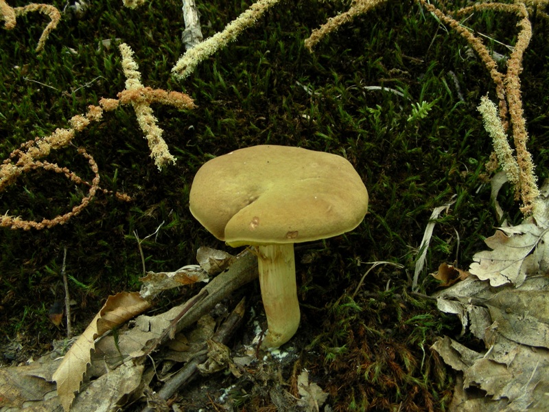 Un polentone in castagneto